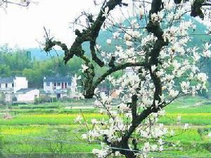 上豐花果山