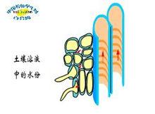 植物根吸水示意圖