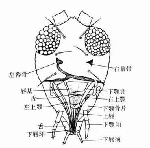 錘角亞目