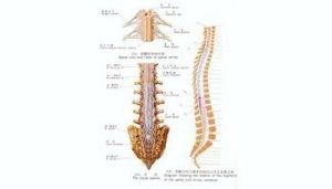 脊髓節段