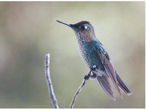 綠背火冠蜂鳥