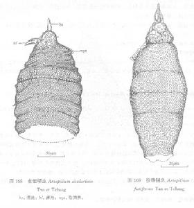 壺錐帽蟲