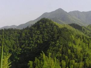 楊岐山