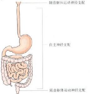 胃腸動力檢查學