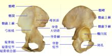 髂前上棘解剖位置