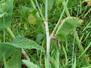 （圖）油菜菌核病