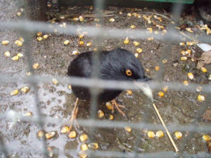 瀛湖動物園