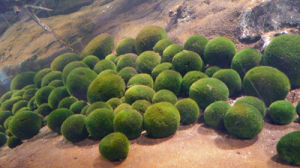 MARIMO