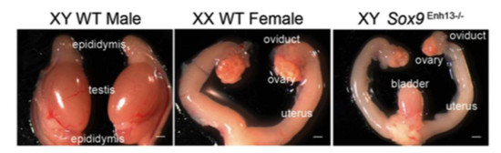 圖丨缺少 Enh13 的XY型小鼠發育出了子宮、卵巢、輸卵管