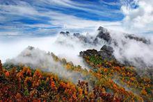 紅樺林風景