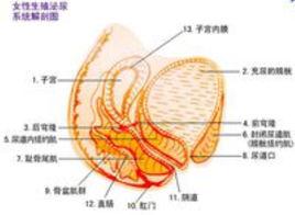 縮陰