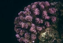 達娜厄杯形珊瑚