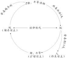 流行性乙型腦炎病毒感染的自然循環