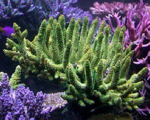 楔葉鹿角珊瑚