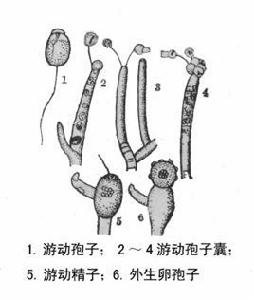 單鞭毛菌目