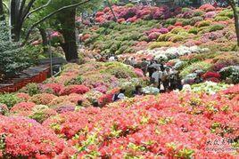 杜鵑花園