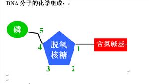 DNA分子組成