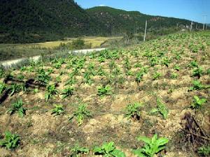 大江弄村發展重點－種植業