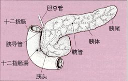 胰腺囊性纖維性變