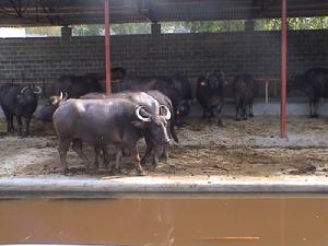 （圖）奶水牛養殖