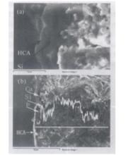 圖5鎂薔薇輝石陶瓷在SBF體液浸泡7d斷面的形貌SEM(a)和EDS(b)