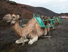 蘭薩羅特島 駱駝