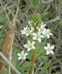 總花珍珠菜