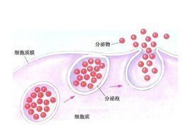 胞吐作用