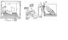 斯金納箱