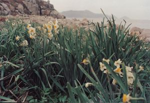 水仙花島