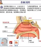 鼻真菌病