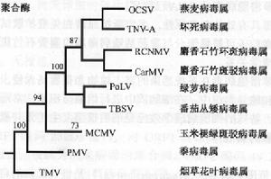 聚合酶的系統發育