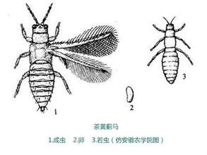 茶黃硬薊馬