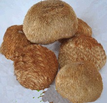 Hericium erinaceus