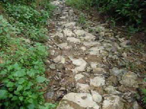 上橄欖村發展重點－進村道路