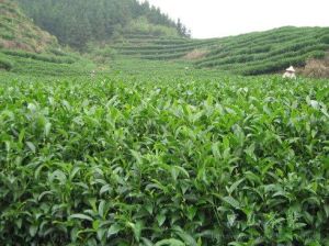 茉莉老竹芽峰茶基地