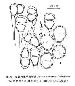 福勃狗尾草柄鏽菌