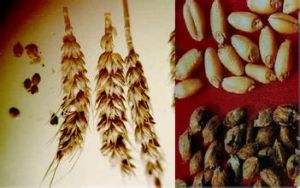 小麥印度腥黑穗病菌