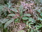 馬鈴苣苔屬