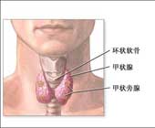 繼發性甲狀旁腺功能亢進症