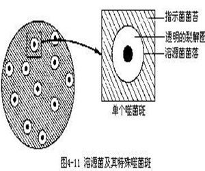 溶源菌