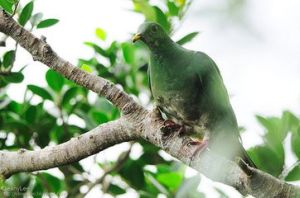 小綠果鳩