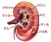 腎小管間質性腎炎