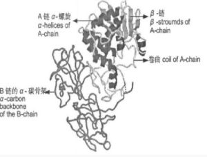 蓖麻毒蛋白