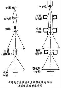 透射電子顯微鏡樣品製備技術