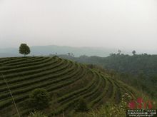 台地茶