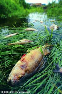 （圖）食物鏈污染