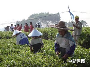 蘇州茉莉花茶