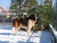 St. Bernard (dog)