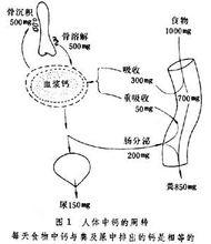 鈣磷代謝